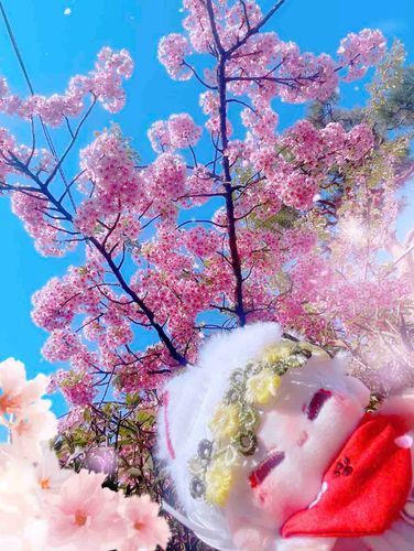 ずっと春だったらいいな🌸