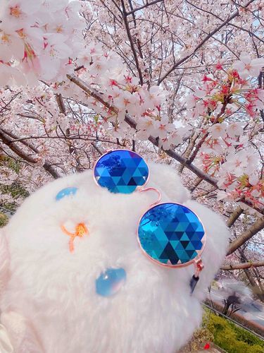 まいとしこうれいの　おはなみ🌸
