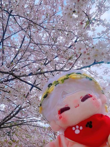 さくらのアーチだね🌸