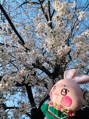 びょりちゃん はじめてのさくら🌸🌸🌸