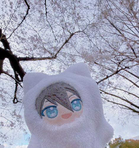 お天気悪いけど桜綺麗だね、ひでお