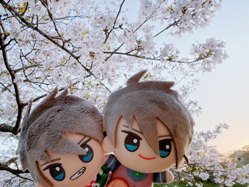 お花見間に合ってよかったね、ひでお
