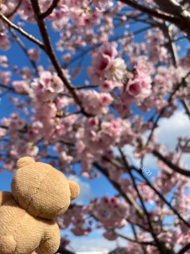 この間、はじめて…桜🌸を見たよ！
はじめての春、たのしいっ♪