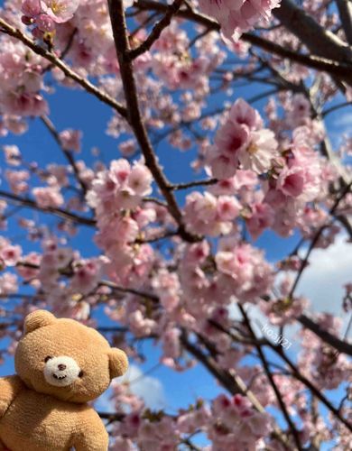 桜🌸も青空も、大好きになったよ☺️