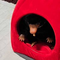二フラーと飼い主