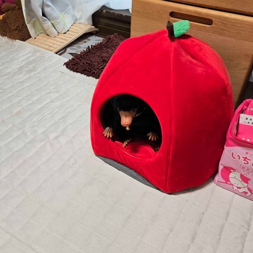 こっちの様子を伺ってるみたい
ゆっくり慣れようね