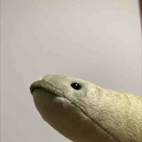 おさかなさん