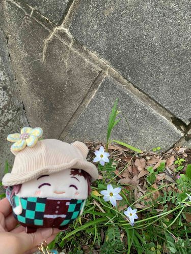 かわいいおはなさんさいてました(っ◜◡◝ c)
