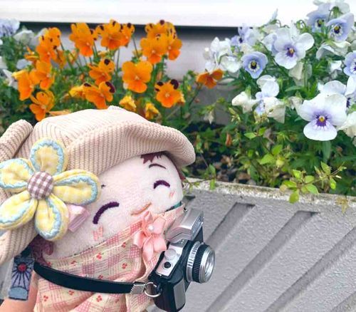 おはなきれいですね(っ◜◡◝ c)