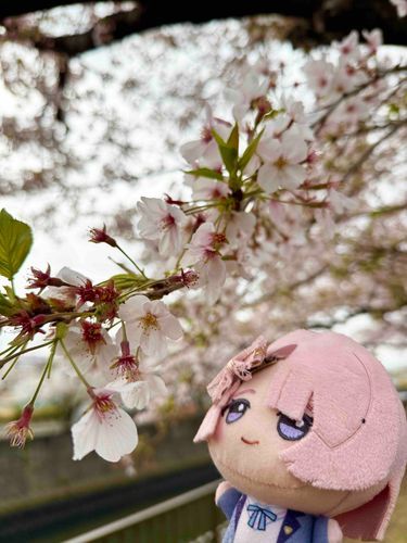 さくら、きれいです