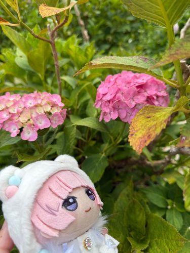 ボクみたいな色のあじさいです