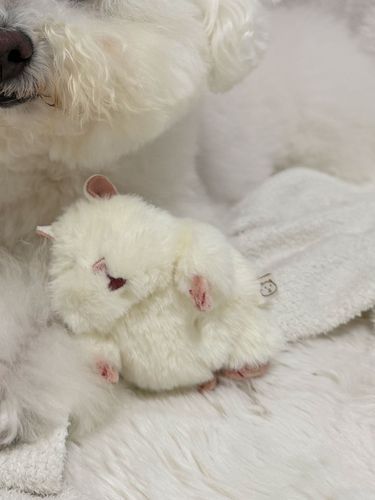 色が一緒のお友達が出来たよ‪🐹