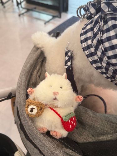 カートに乗ってお出かけはむ🐹