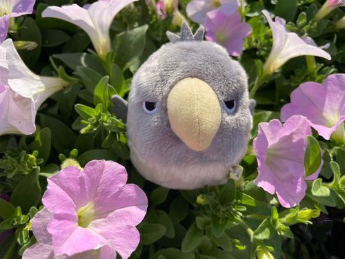 ミケやで
ネコちゃうで
トリやで
