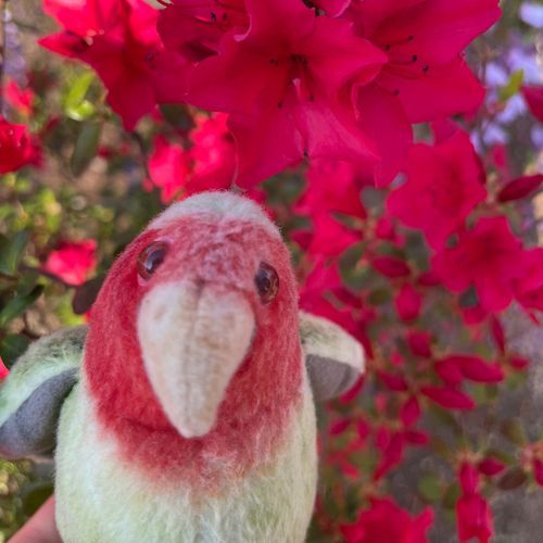 コザクラインコのキャベツ‪🦜‬でしゅ！

ミケっていう弟がいましゅ🐥⸒⸒