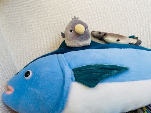 みんな、おはようさん！
オイラのていいちは、ねぎとろパイセンの上ってきまってるんや！
となりには、いつもガーさまがいるんやで✨