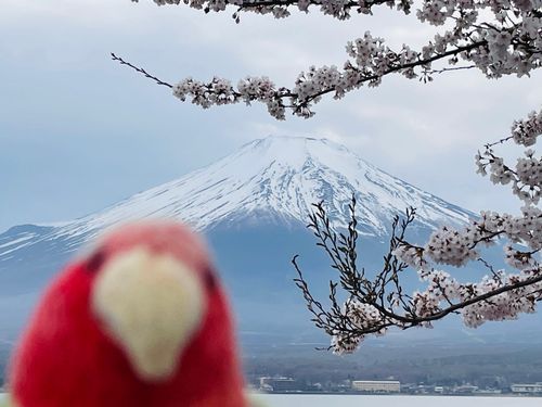 にゅん！
この景色には、あたちが必要でし！