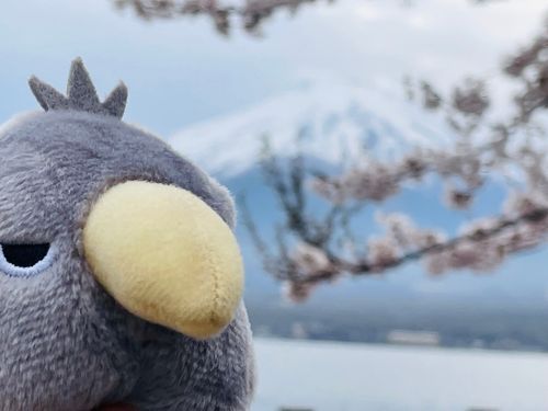 オイラと
ふじやまと
さくらと