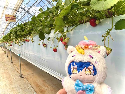 食べ放題ですか？大好きな🍓遠慮なくいただきますよぉ〜💙