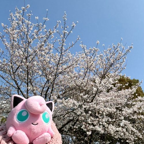 天気がよくて、あったかくて、桜は満開🌸
すばらしい一日を過ごせたよ〜