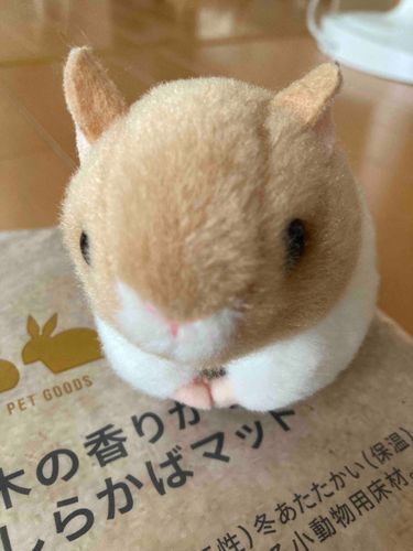 はむ🐹