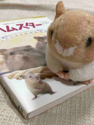 🐹