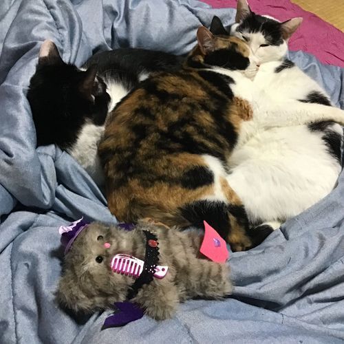 猫刺身3種盛り〜ぬいぐるみを添えて〜
#「ぬくもり」の春がやってきた