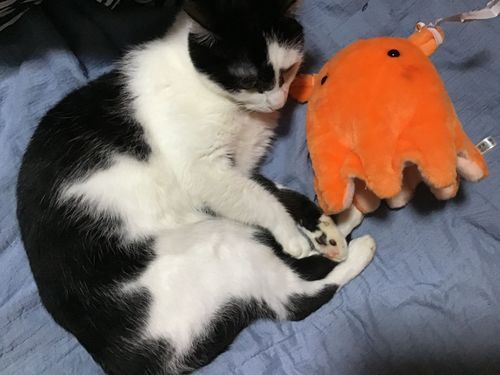 ねこさん、どうしたの？
