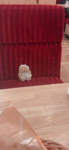 ちーーーーーさないのち