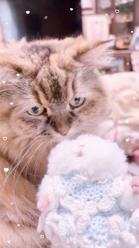 ねこ！！！！！！！！、