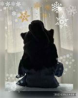 ちみちゃん's