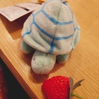 かめさん