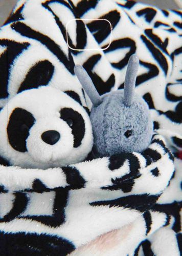 🐼しゅんみん、あかつきをおぼえ… … …zzz