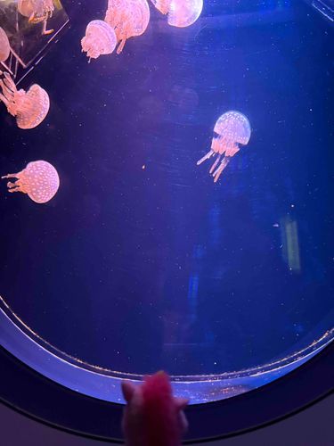 水族館行った
また行きたい