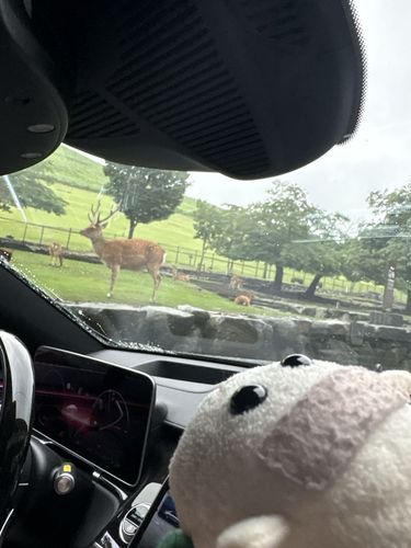 ハワイ島うまれのリアリィ🐶🌺初めて鹿さんを見たの〜🦌♡すっごく可愛いの〜♡お友達になったの〜♡リアリィ🐶