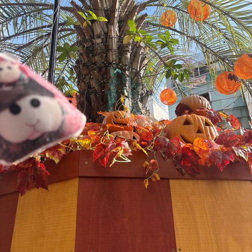 アメ村でハロウィン🎃の飾りがたくさんのとこがあったから記念撮影なの〜♡リアリィ🐶
楽しい気分になるの〜♡リアリィ🐶