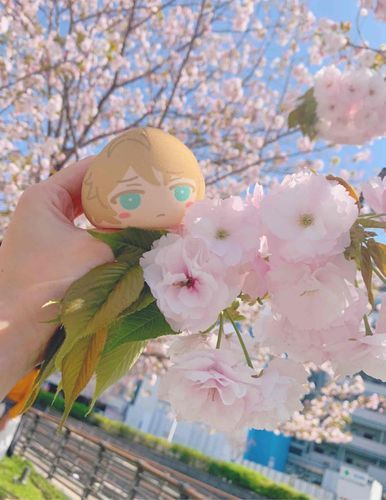 えっと桜もち？
あ…まんじゅう🌸