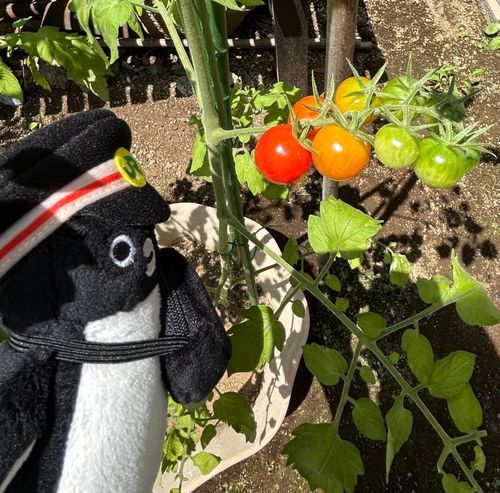 庭のミニトマトが実ってきました🍅
すいぺんも観察です👀