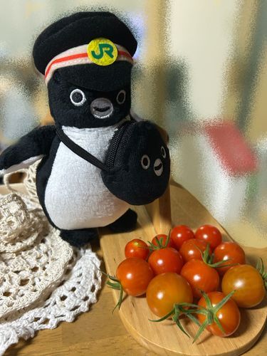 ミニトマト収穫増えてきた！！
