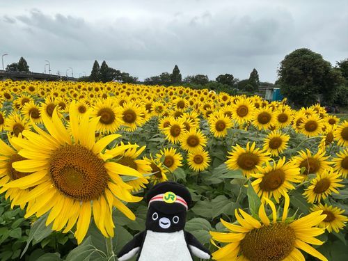 一面のひまわり畑🌻
