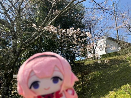 さくらきれいだったね🌸
