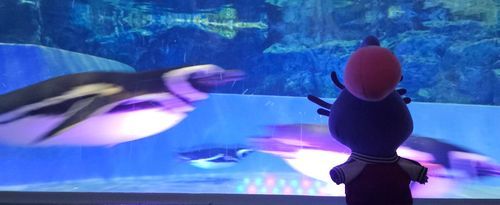 ふんにゃー！
(ペンギンさん泳ぐの速いね！僕は泳げないけど力持ちだよ！)