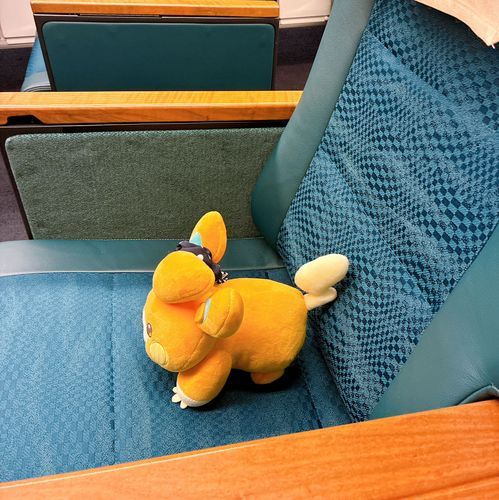 トレーナーからパモちと呼ばれてる。

耳にリボン付きのシュシュを付けて貰いました。新しいリボン募集中。