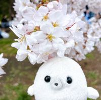 ミニビーンズあざらし