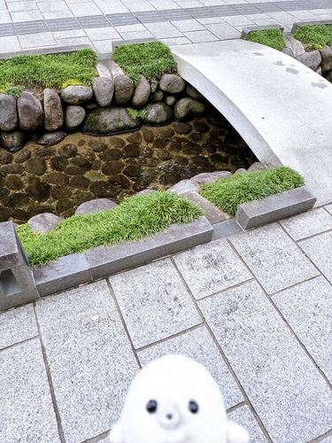 清流とあざらし