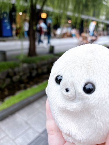 あざらし、運搬中です