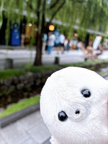 飼い主さん！！ミニビーンズあざらしビッグサイズが発売されるって！！！！