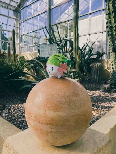 🌵