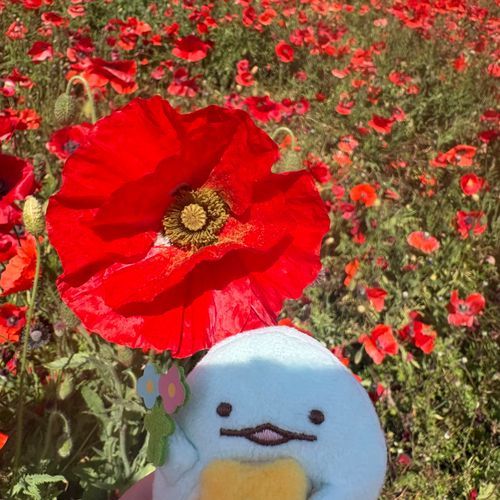 きれいだね