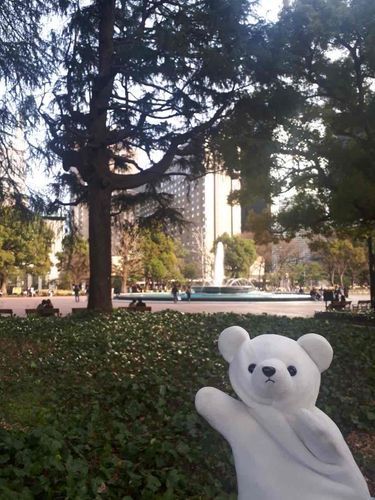 ひびやこうえん　さくらさいてた　うつってないけど🐻‍❄️